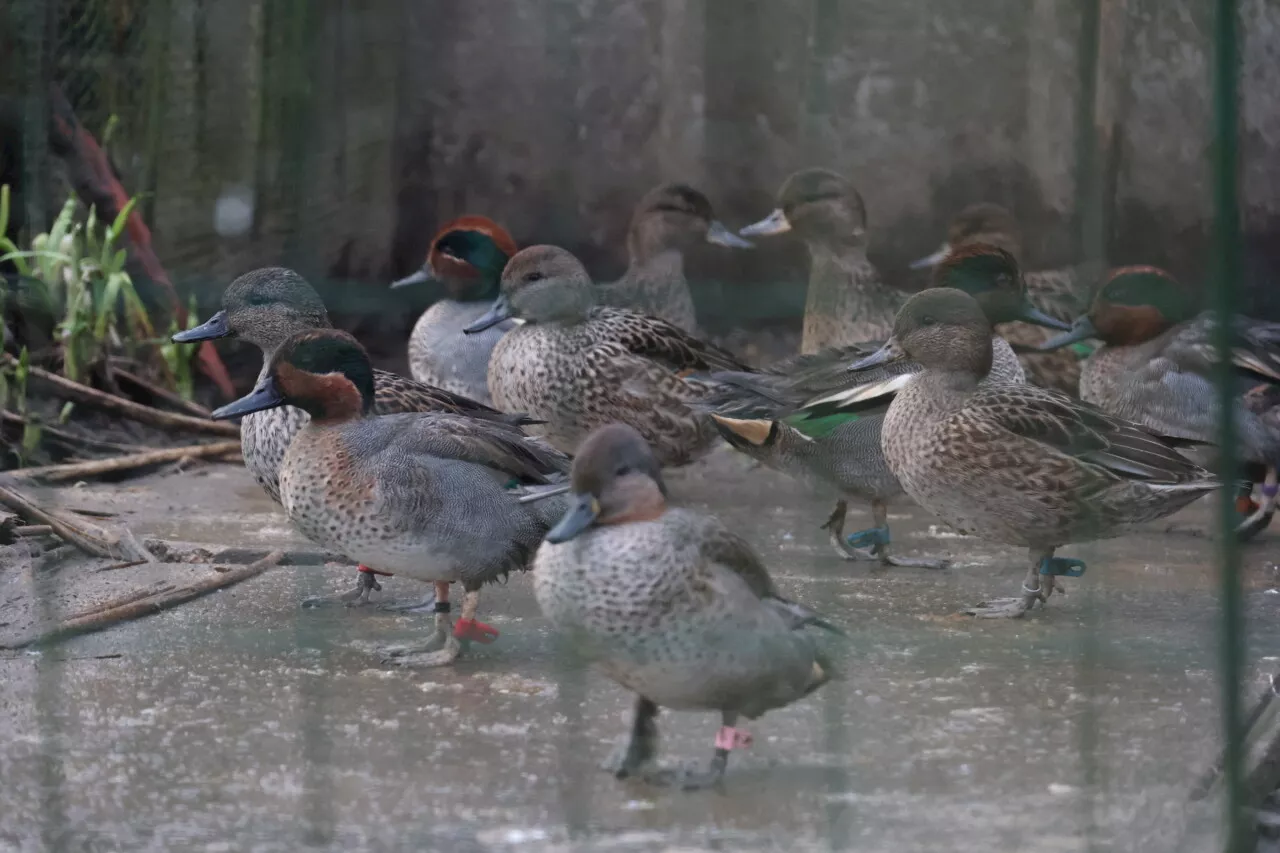 Un éleveur de canards appelants en baie de Somme devant le tribunal pour mauvais traitements