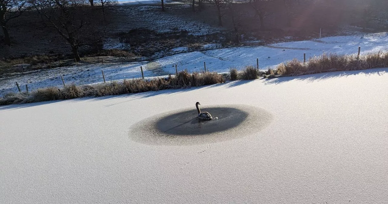 Cygnet Rescued from Ice on Leeds and Liverpool Canal