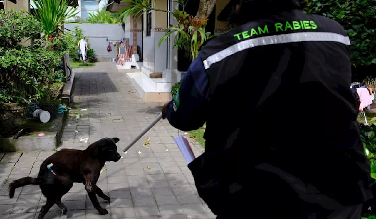 Kota Padang Panjang Berantas Anjing Liar untuk Cegah Penyebaran Rabies