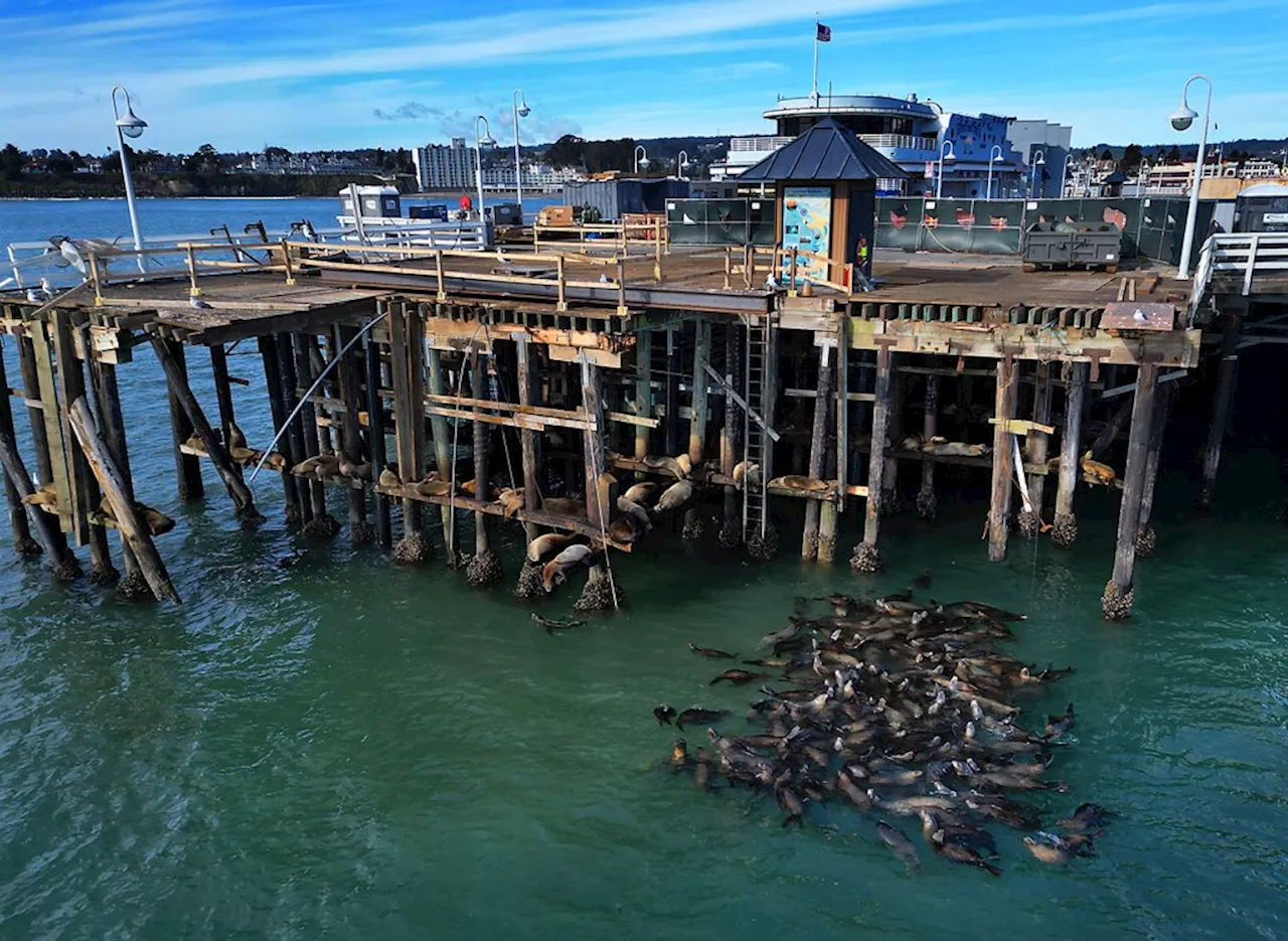 Sea Lions Take Over Damaged Wharf as City Plans Next Steps