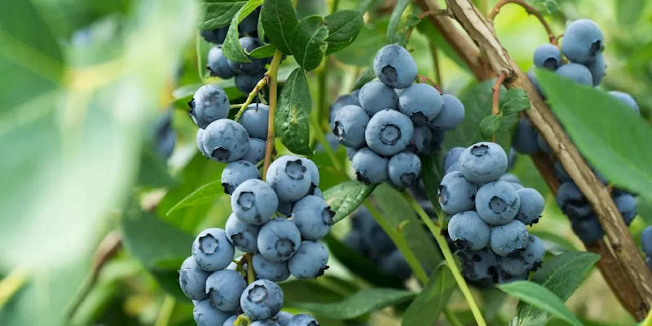 Why Research Says Older Adults Benefit From Eating Wild Blueberries Daily