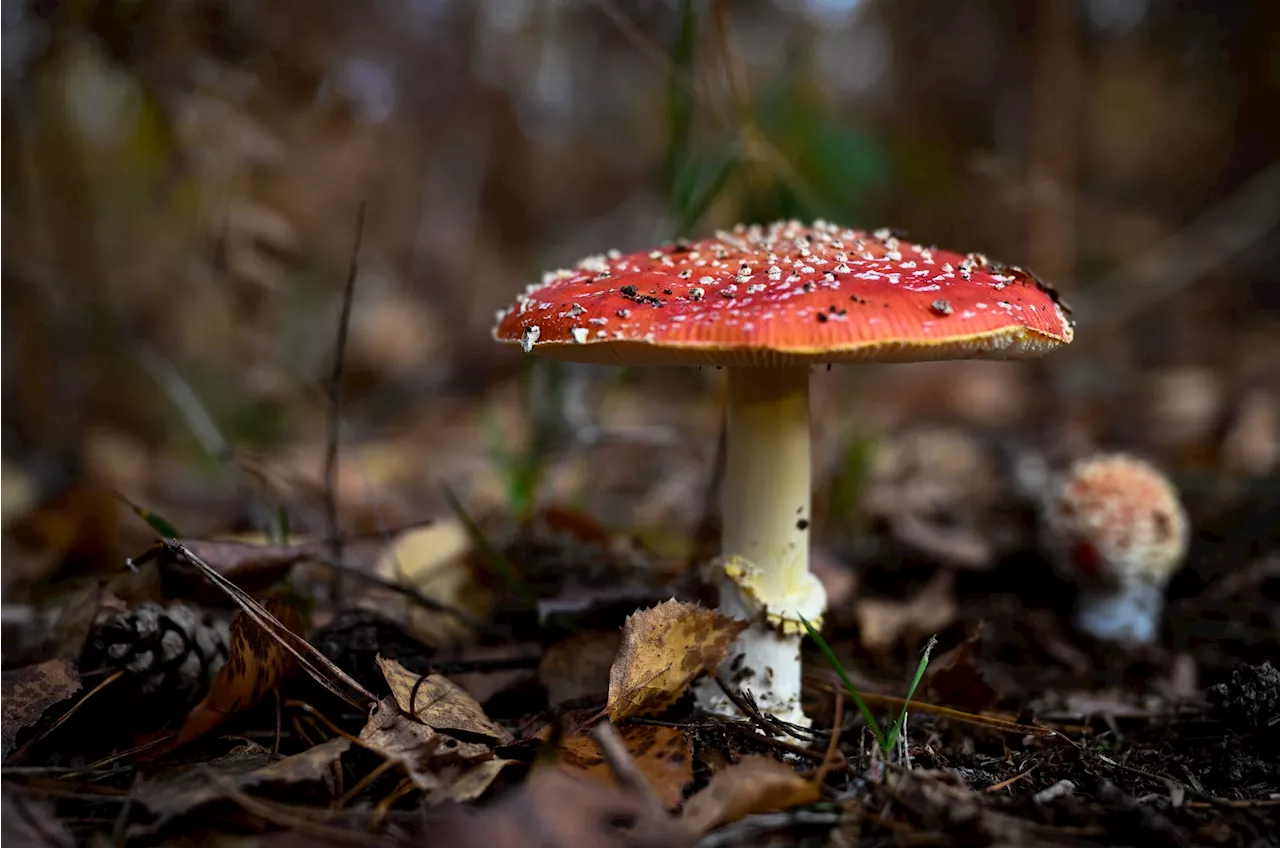 Rückruf von Fliegenpilz-Gummibonbons wegen Gesundheitsgefahr