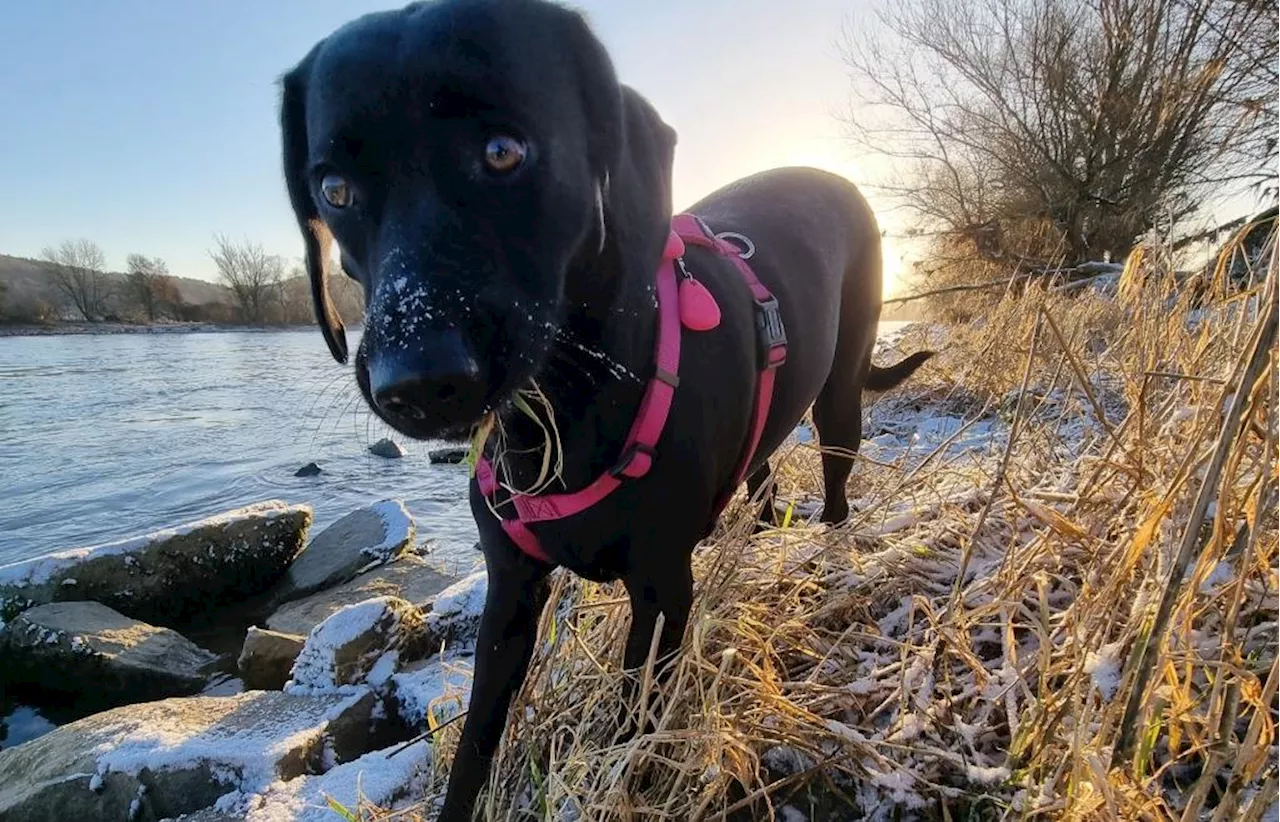 Winterliche Gassirunden mit dem Hund: Vorsicht ist geboten!