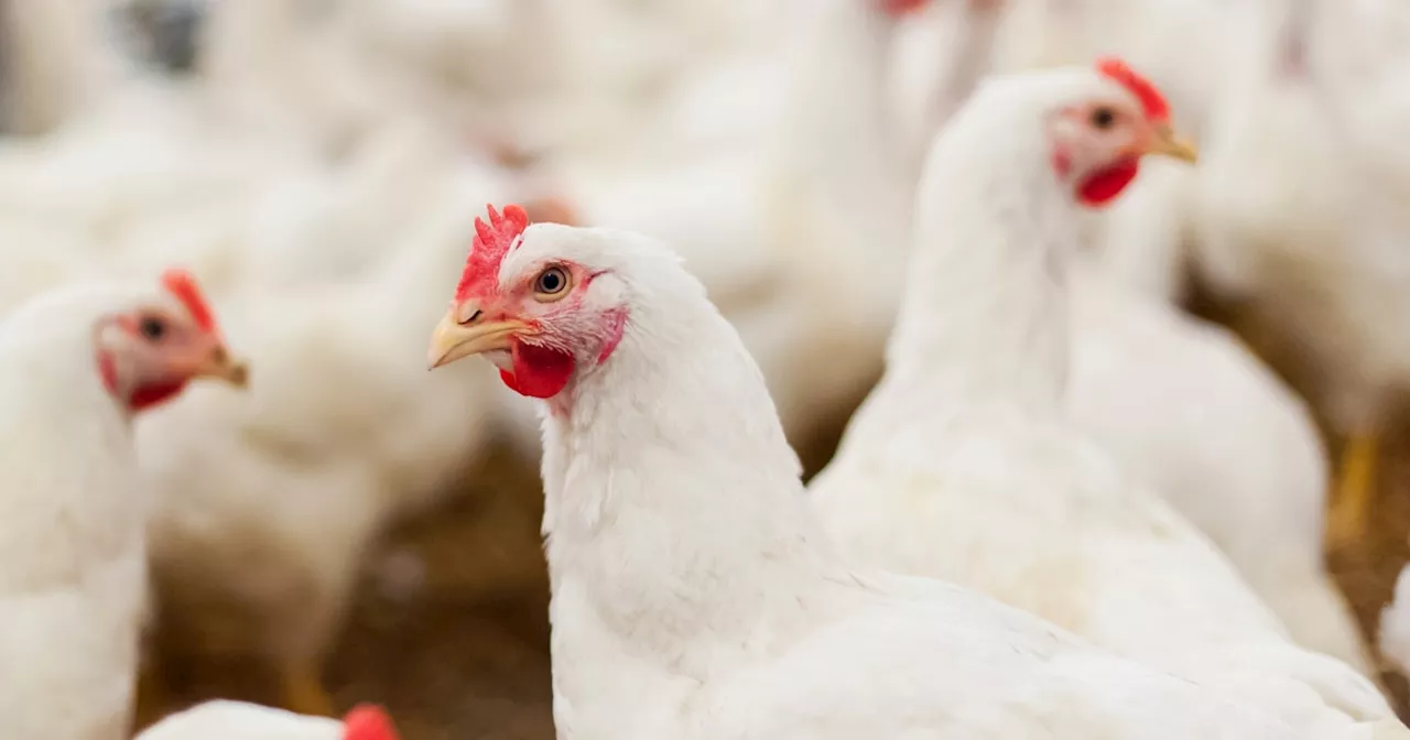 CDC Urges Labs to Quickly Identify Bird Flu in Hospital Patients