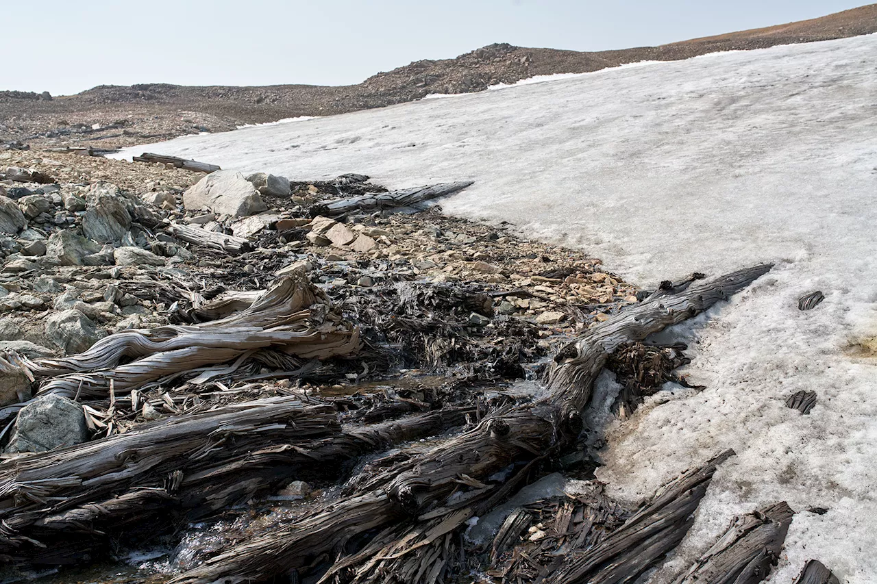 Ancient Forest Frozen in Yellowstone Ice Reveals Secrets of Climate Change