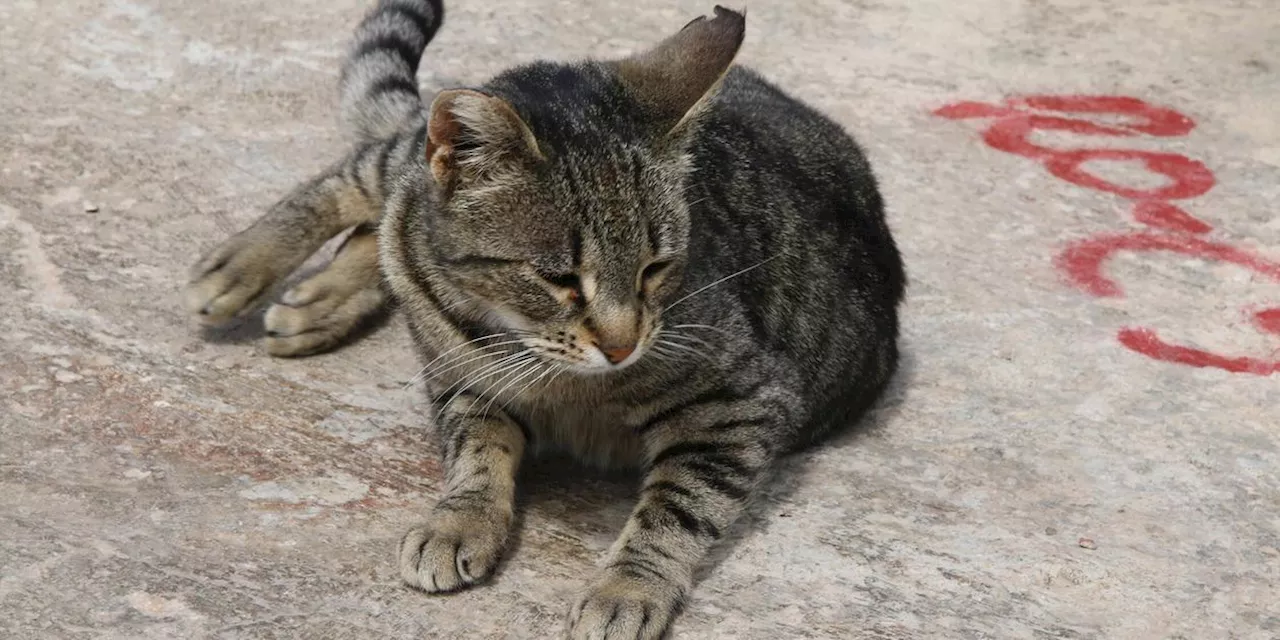 Kater Pedi braucht eure Hilfe - Stadtcafe startet Spendenaktion