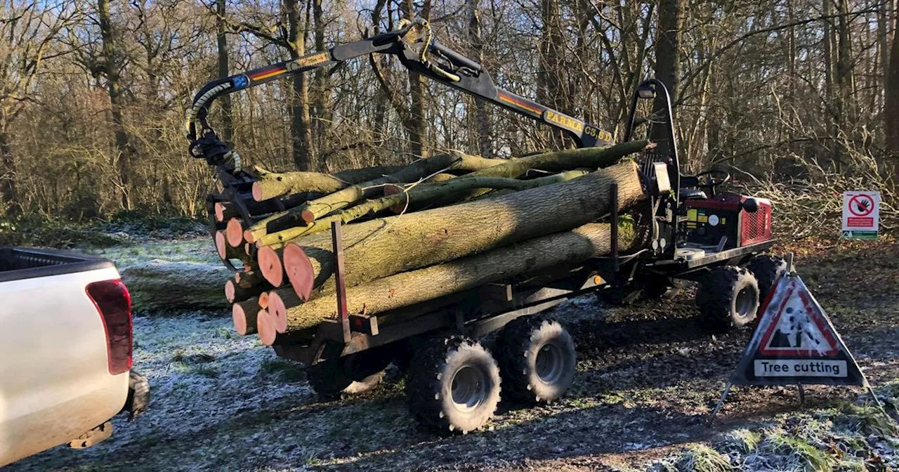 Nottinghamshire Wildlife Trust Begins Preventative Felling of Ash Trees Infected with Ash Dieback