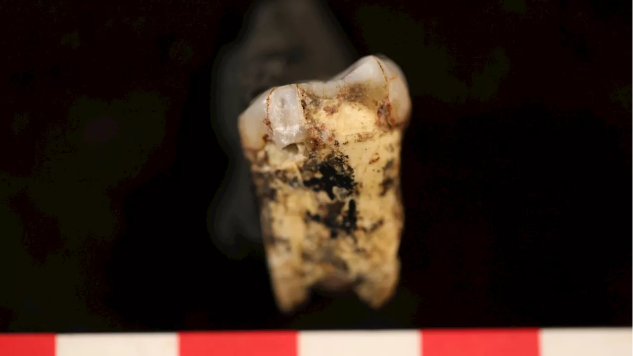 Ancient Human Ancestors Primarily Vegetarian, Study Finds