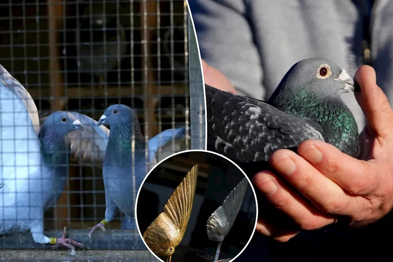 Pigeon Racing in Belgium Turns High-Tech as Theft Epidemic Sweeps the Nation