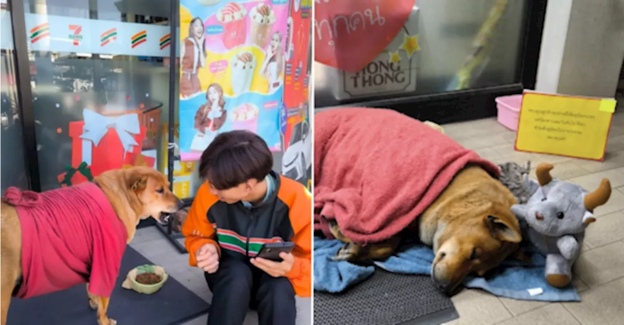 Loyal Dog Waits for Deceased Owner at 7-Eleven in Thailand For Months