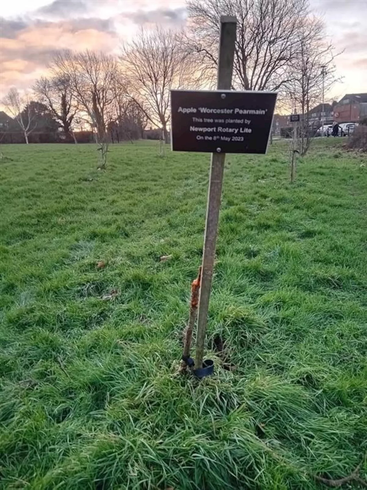 Vandals Damage King Charles III Community Orchard in Newport