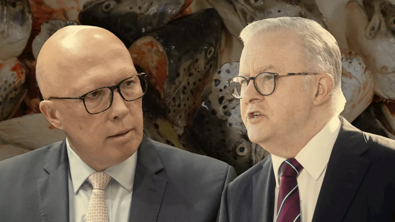 Salmon farming in the apple isle: Dutton puts Albanese on the hook