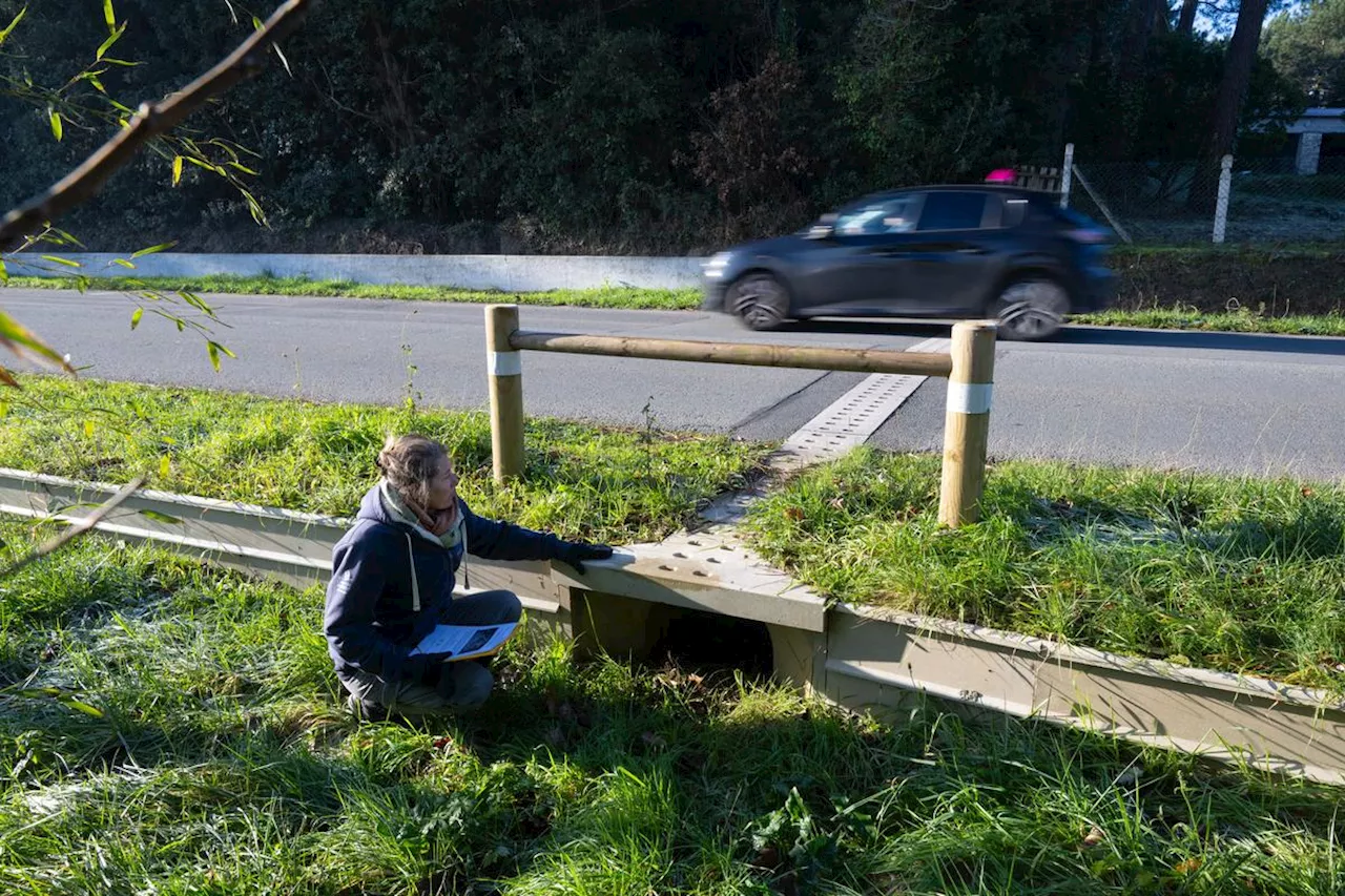 Insolite en Charente-Maritime : comment les crapauds traversent la route sans se faire écraser