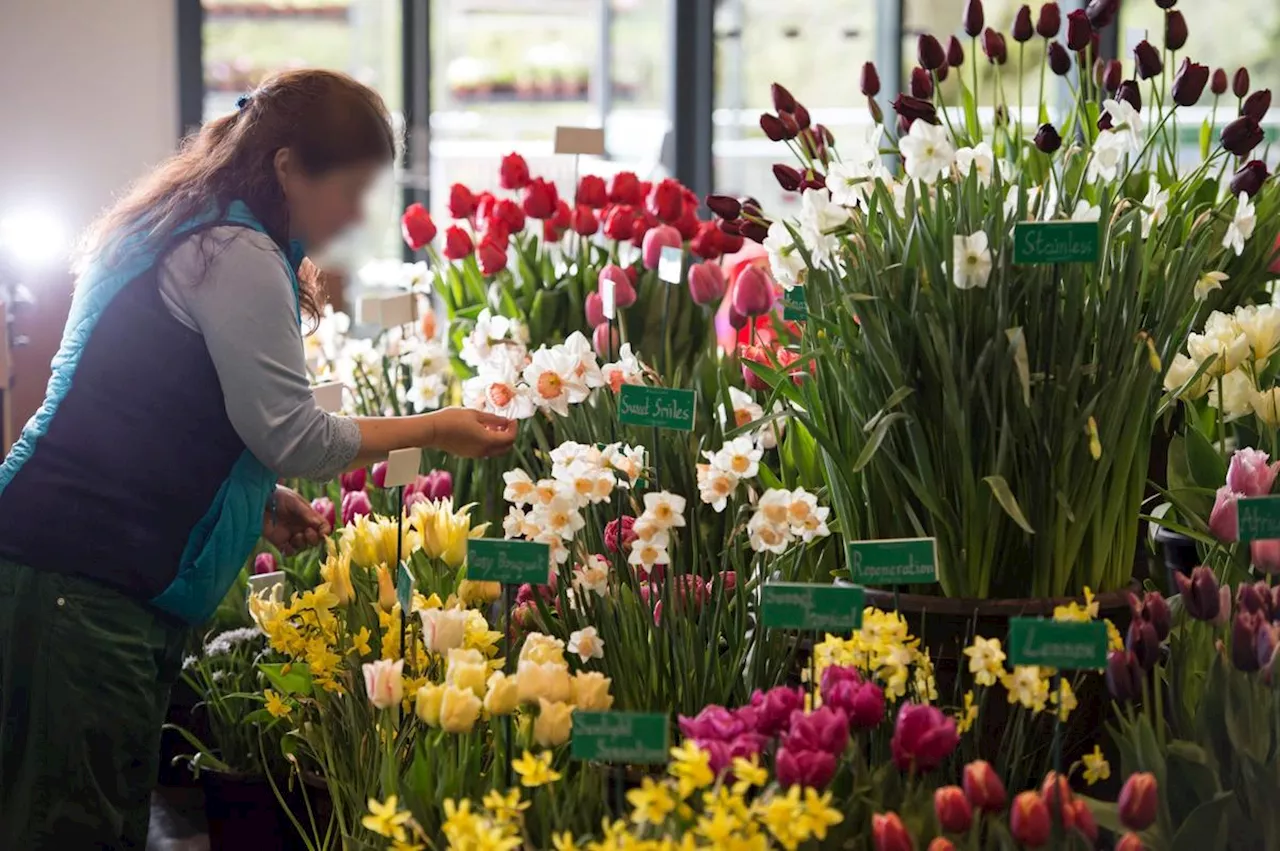 Un homme condamné pour des violences et des dégradations dans une boutique de fleurs