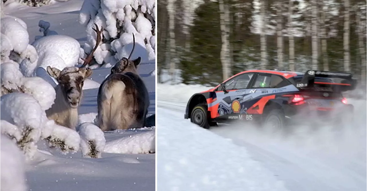 Strid mellan rennäringen och svenska rallyt om tävlingssträckor i Umeå