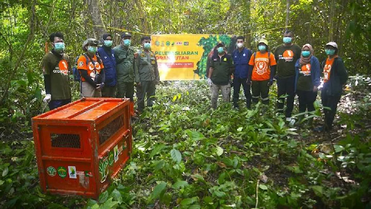 BKSDA Kalimantan Timur Lepas Empat Orangutan ke Hutan Lindung Gunung Batu