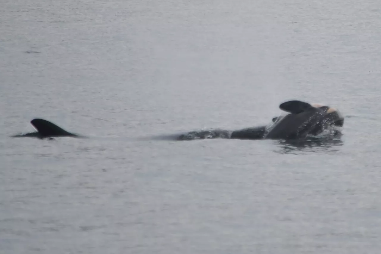 Mother Orca Carries Dead Calf for 11 Days in Apparent Grief Procession