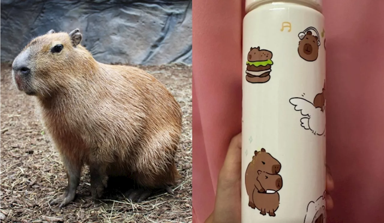 Mother Buys Cute Capybara Bottle For Son, But It Has A Murderous Secret