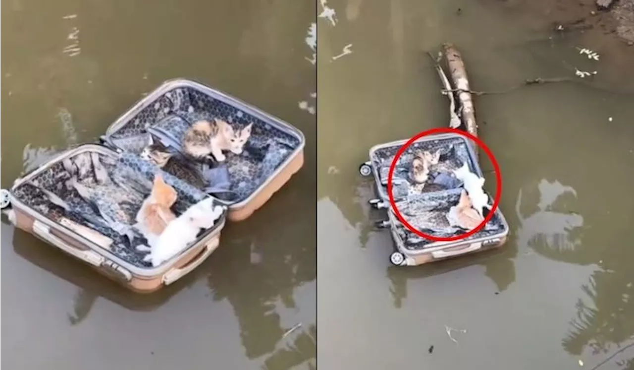 “Si Bulus Ni Tak Berdosa” – Ramai Hiba Lihat 4 Anak Kucing Dicampak Ke Sungai