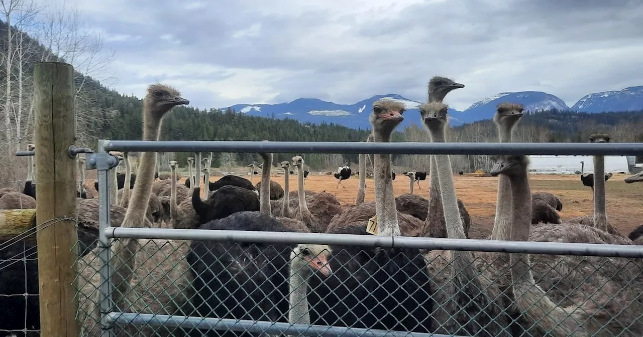 British Columbia Ostrich Farm Seeks to Avert Cull Amid Avian Flu Outbreak