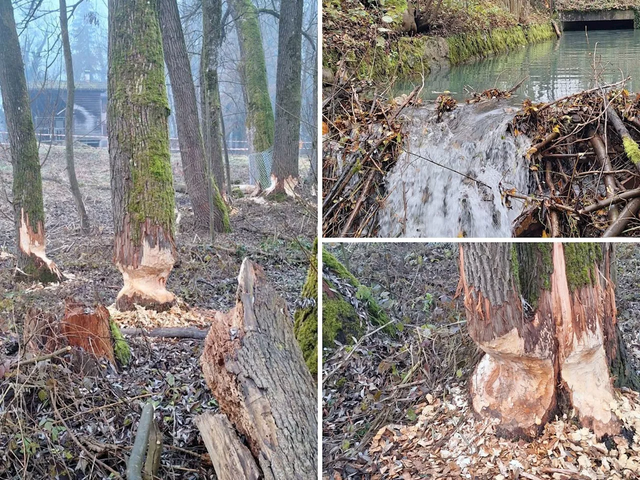 Biberpaar hält Dornbirn in Atem