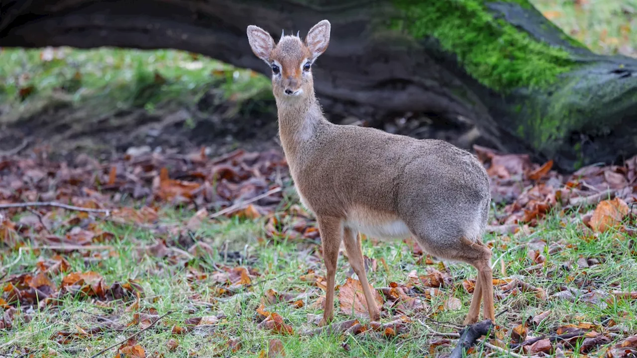 Kölner Zoo begrüsst neue Zwergantilopen-Paar