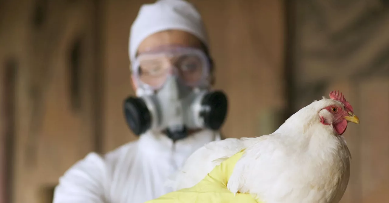 First US Bird Flu Death in 2024: Louisiana Case Raises Concerns