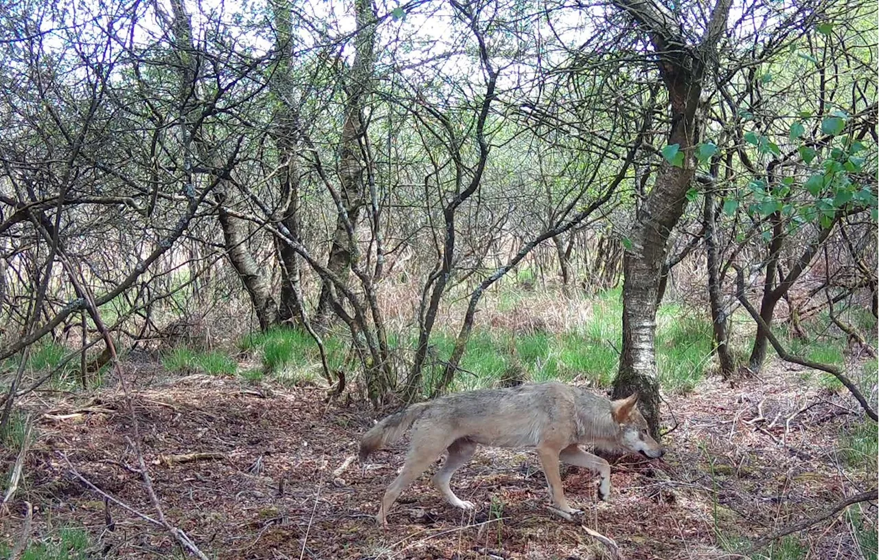 Un loup aperçu dans le Finistère, franchissant la Laïta