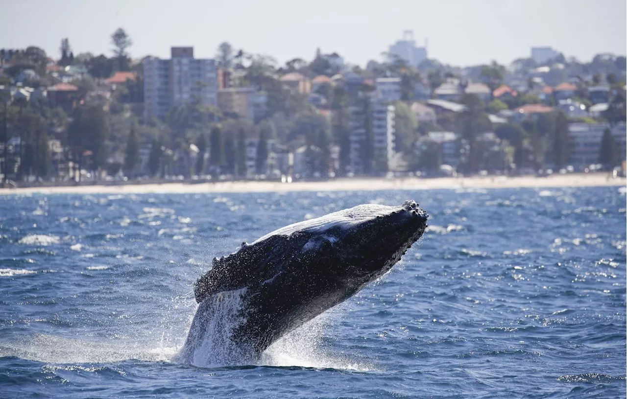 Une baleine à bosse photographiée en Manche