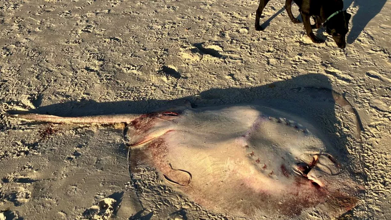 Short-tail stingray caught and left for dead on Tennyson Beach in Adelaide’s west