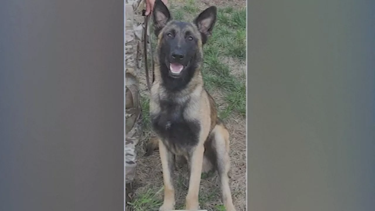 K-9 hero shot after tracking deputy's suspected killer in Texas