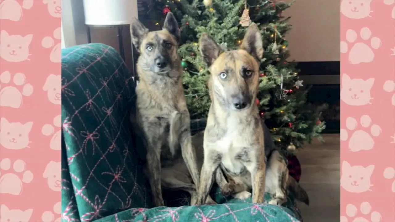 Adopted Dog Siblings Reunited After Years Apart