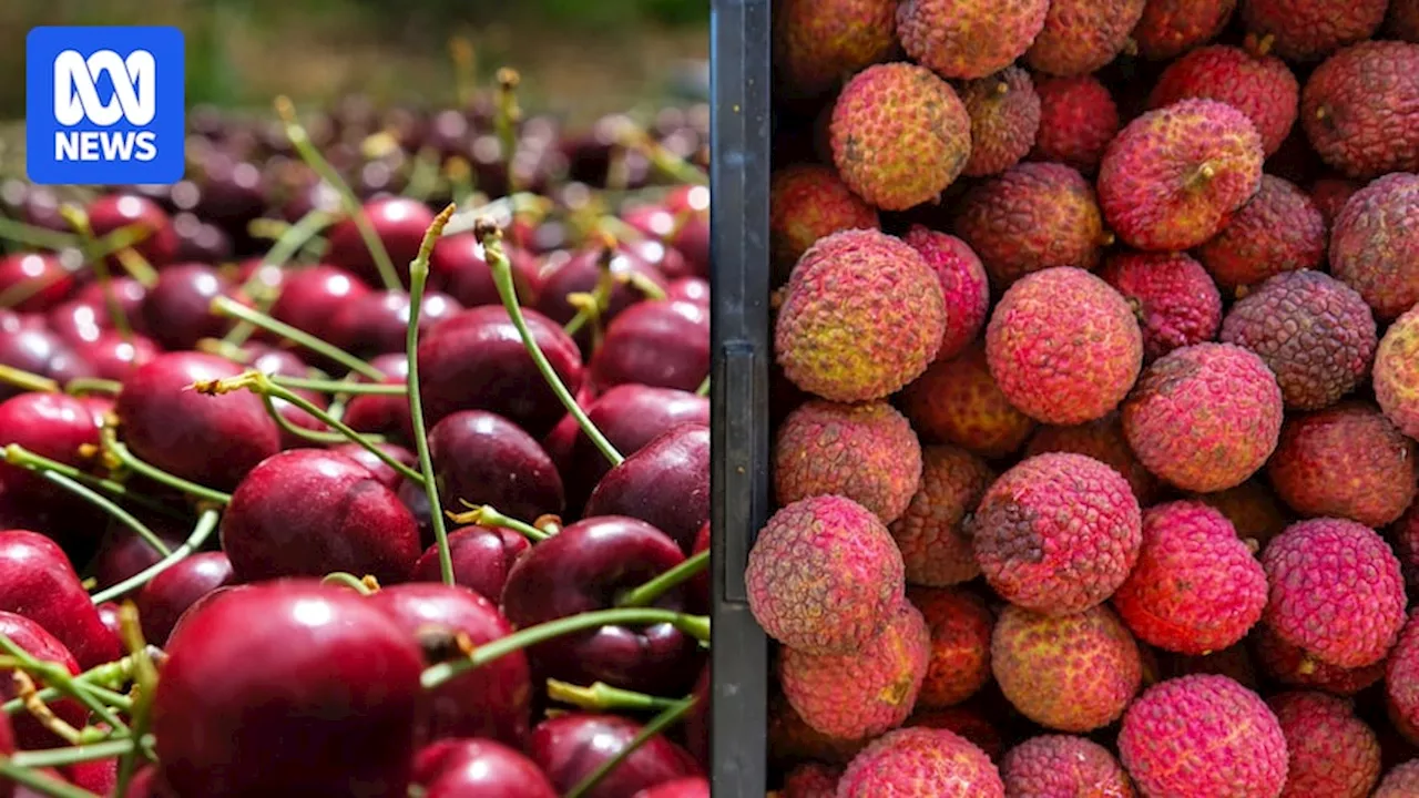 Australian Lychees and Cherries in High Demand Ahead of Lunar New Year