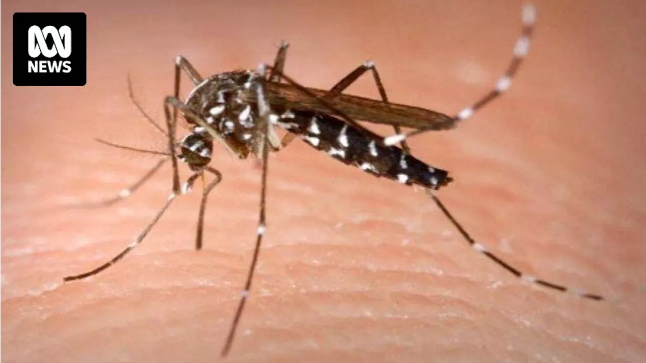 Two Men Hospitalized with Mosquito-Borne Viruses in Townsville