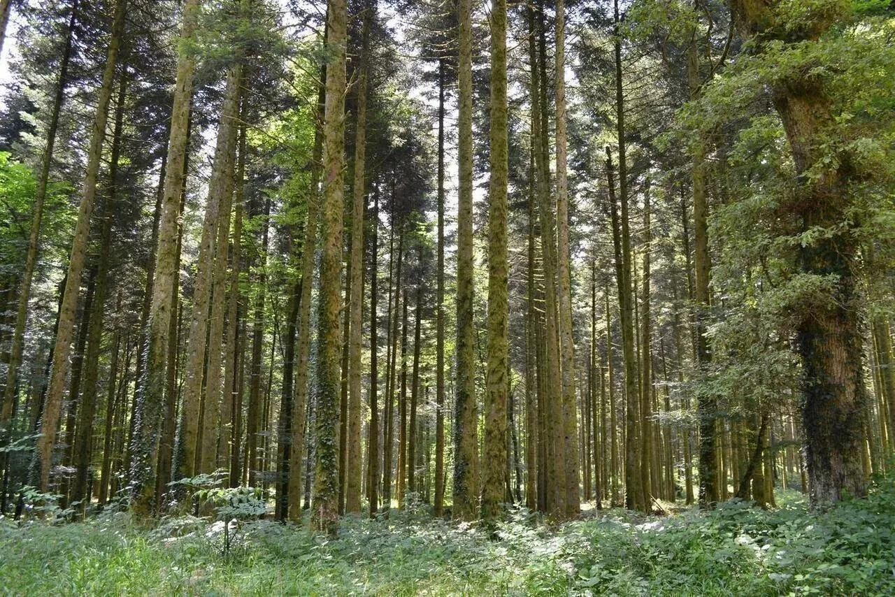 Le Clus'ter Jura anime la filière bois du Pays Lédonien