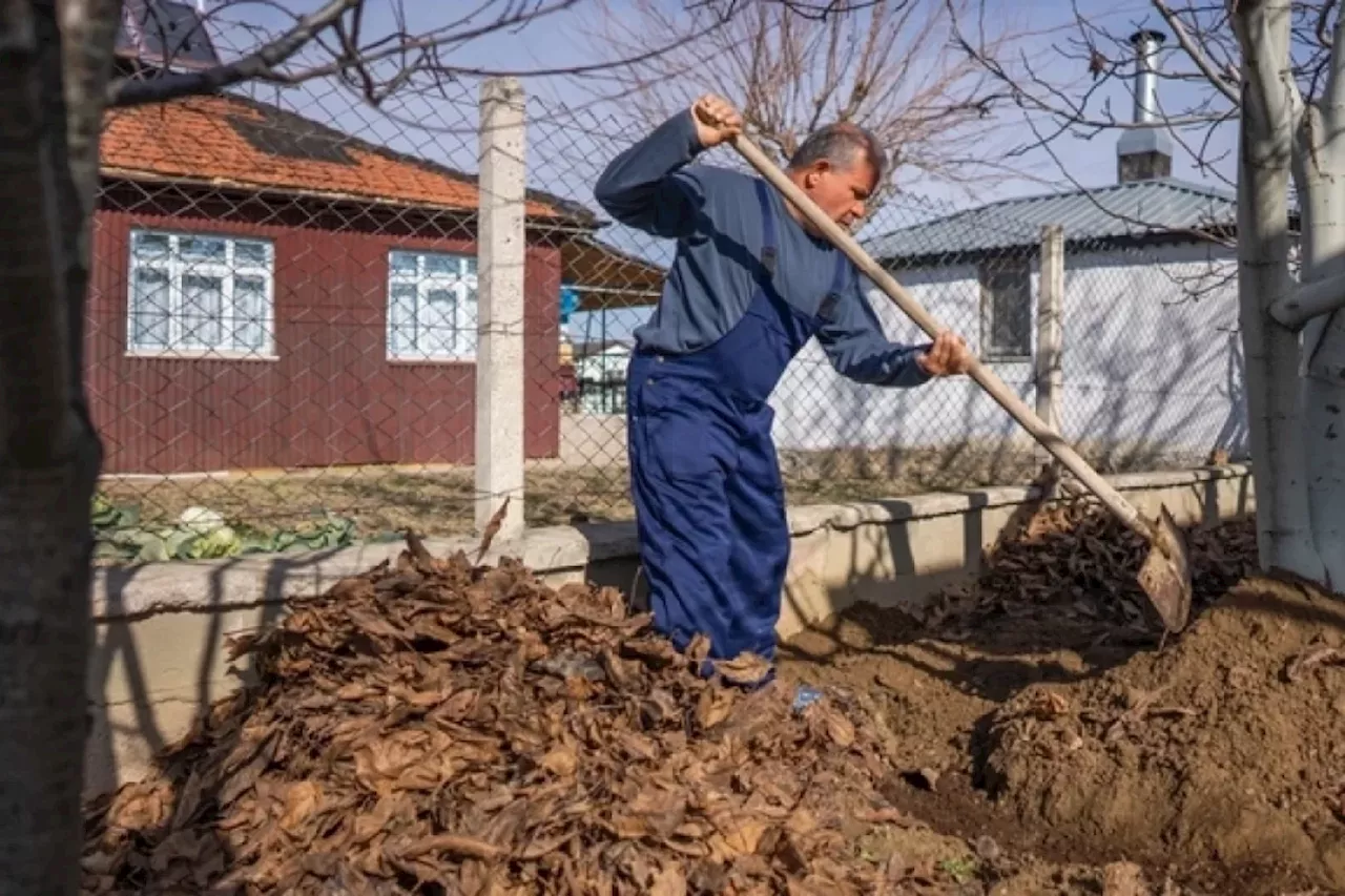 Только не лавровый лист. Что закопать в почву, чтобы вредители погибли