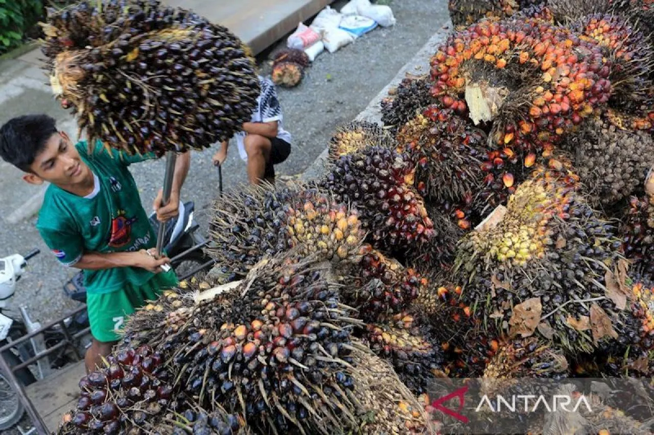 Indonesia berhasil buktikan diskriminasi Uni Eropa atas minyak sawit