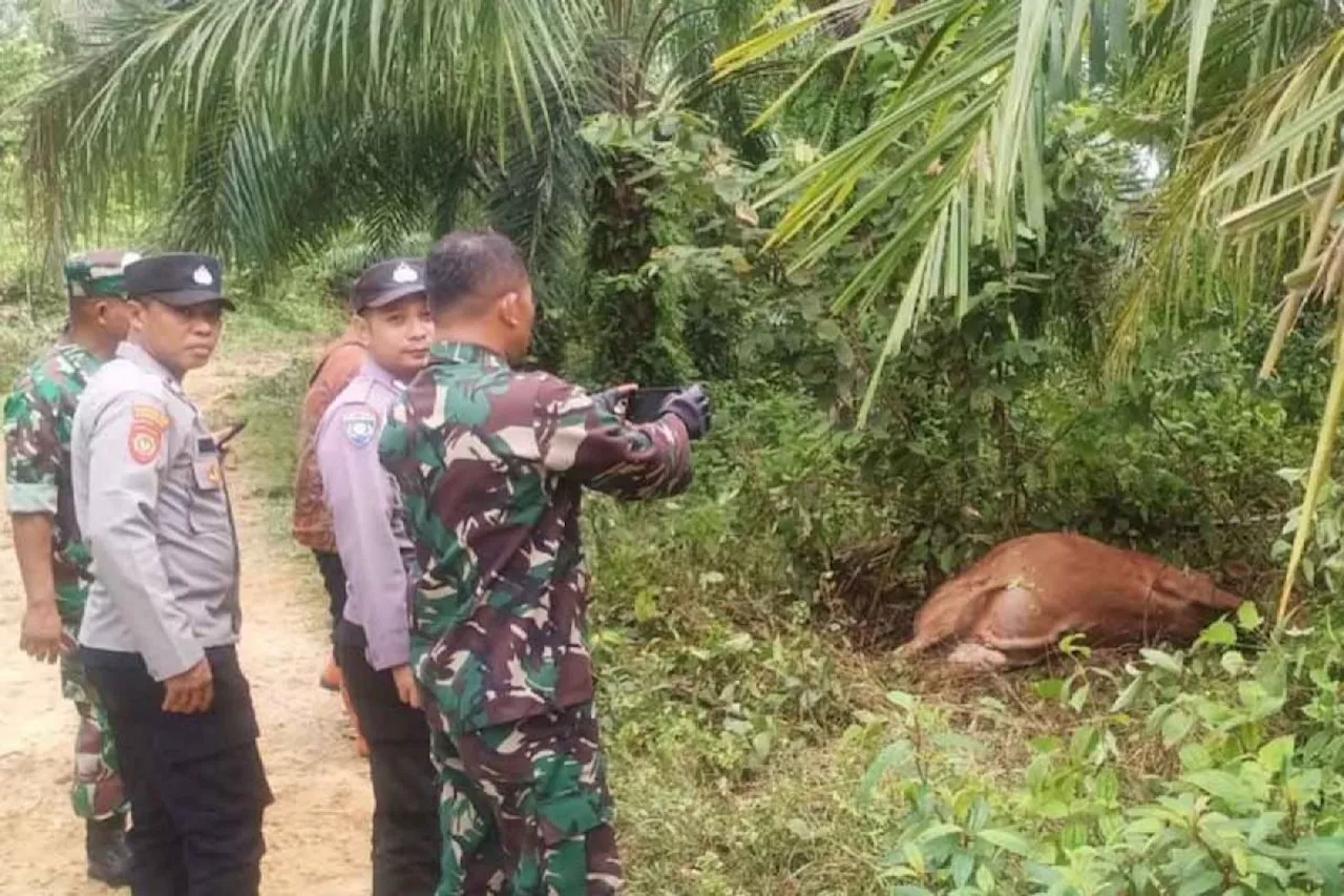 Polres: Tiga sapi warga di Aceh Timur dimangsa harimau sumatra