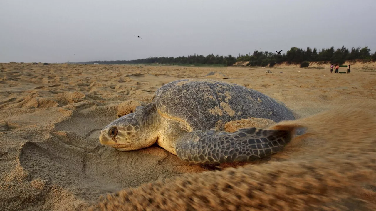 Hundreds of dead sea turtles are washing ashore on India's coast