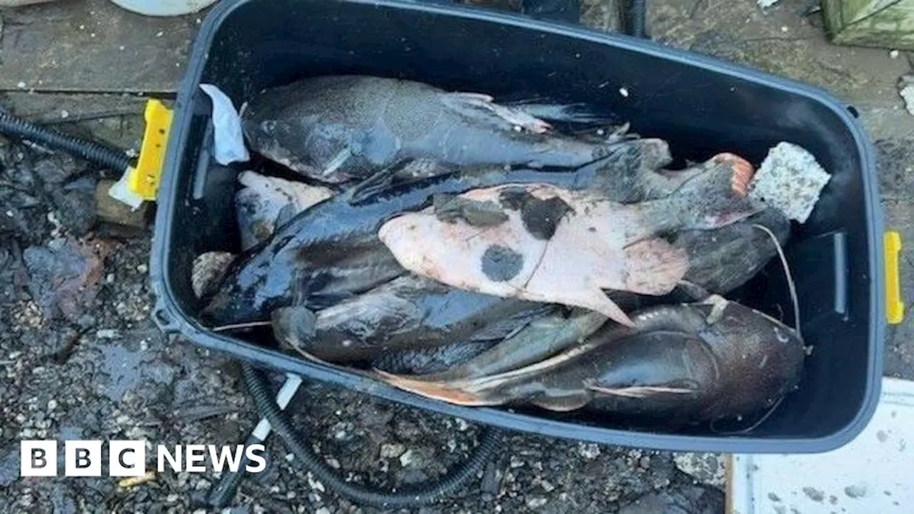 Thousands of Rare Fish Perish in Wigan Flood