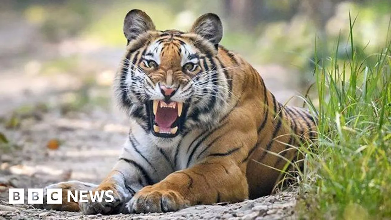 Edinburgh Zoo Offers £2,000 Tiger Feeding Experience