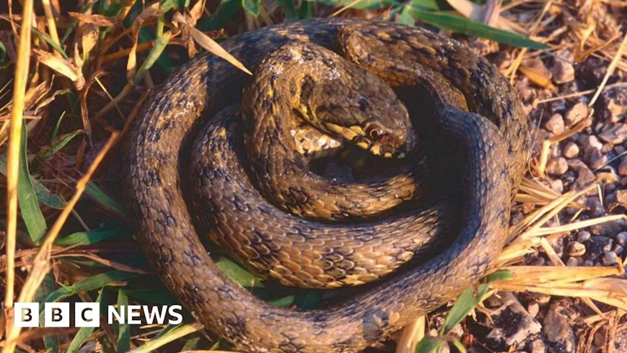 Hidden Hitchhikers: Snakes and Other Pests Found in Imported Plants