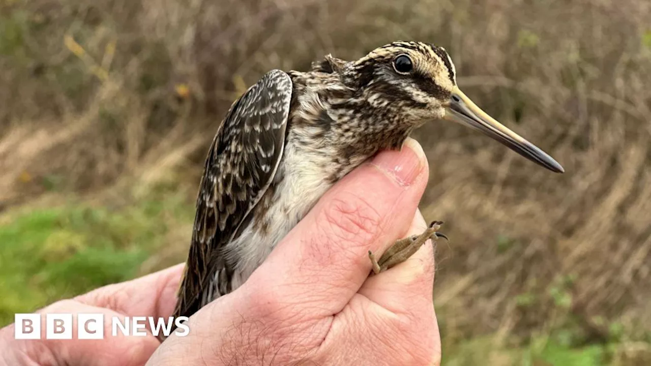 Tiny GPS trackers show rare Staffordshire bird's epic journey