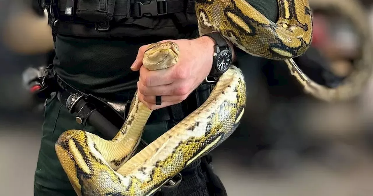 Belfast Police Rescue Giant Python From House Fire