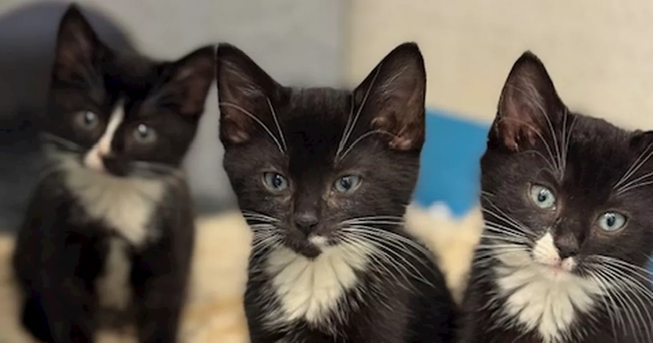 Three kittens rescued from behind bins in Co Down find 'happy and healthy' forever homes