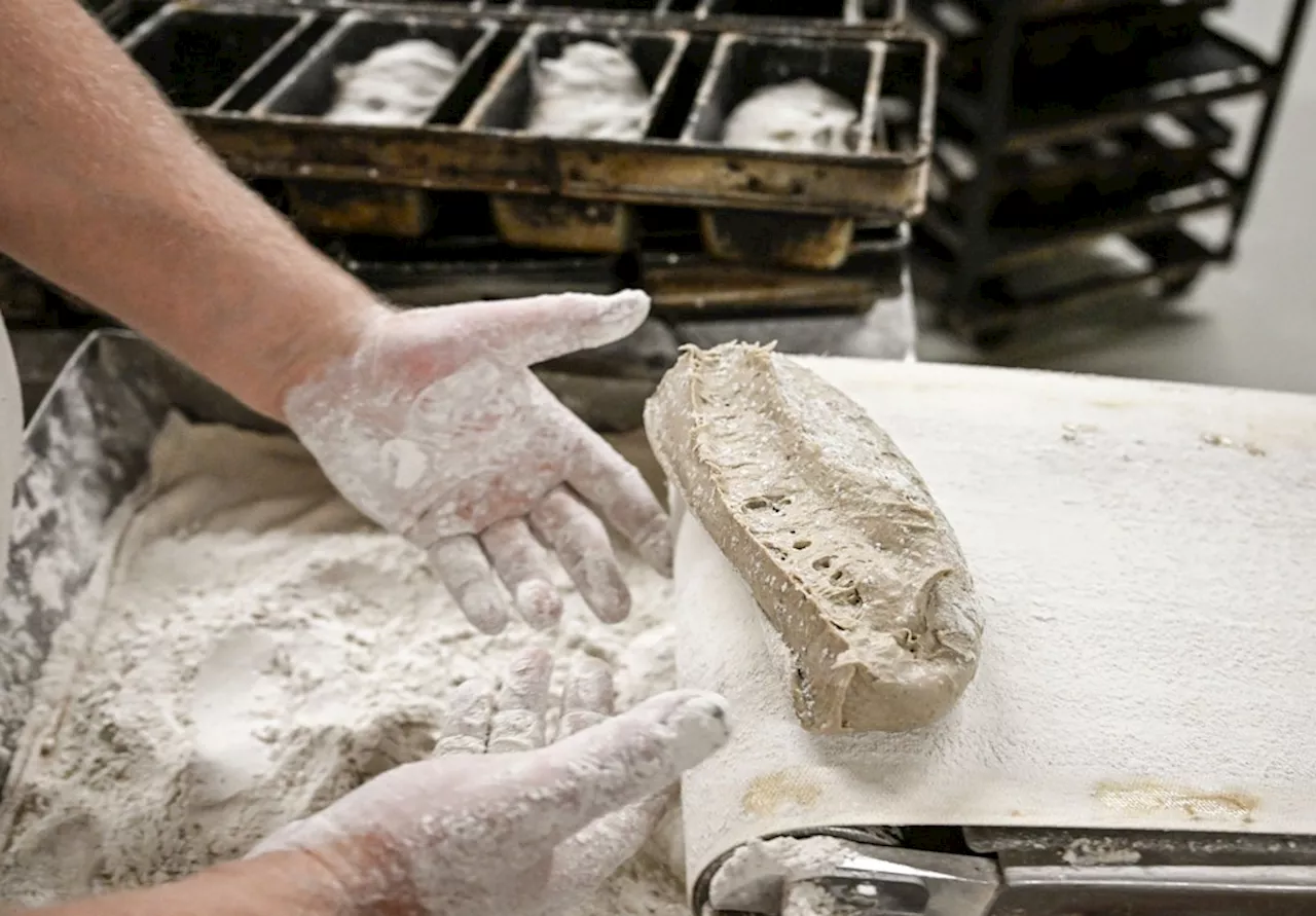 Ratten, Schimmel, Hygienemängel: Bäckerei in Berlin-Reinickendorf geschlossen