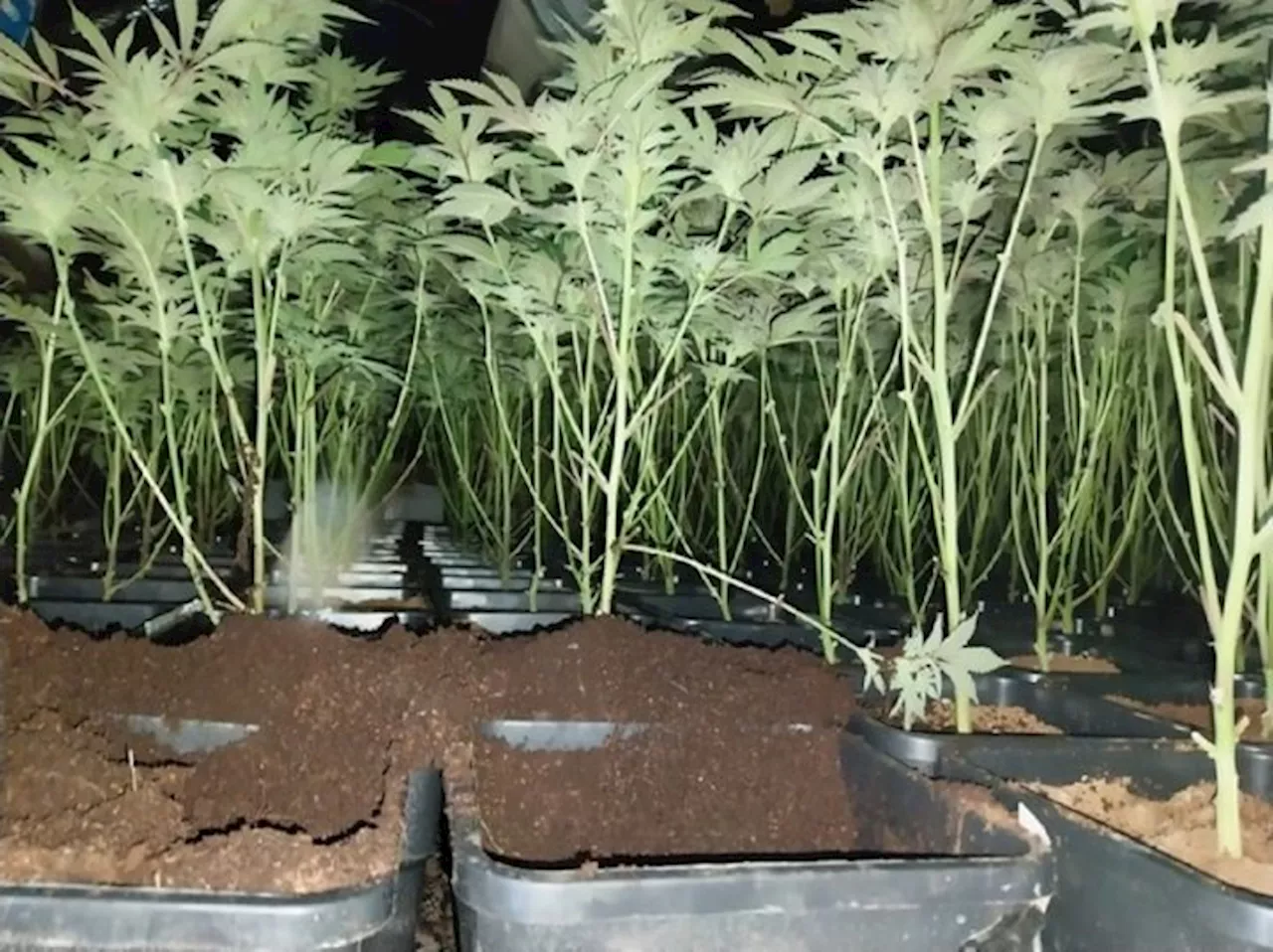 Burglary call to police leads to discovery of Plungington cannabis factory