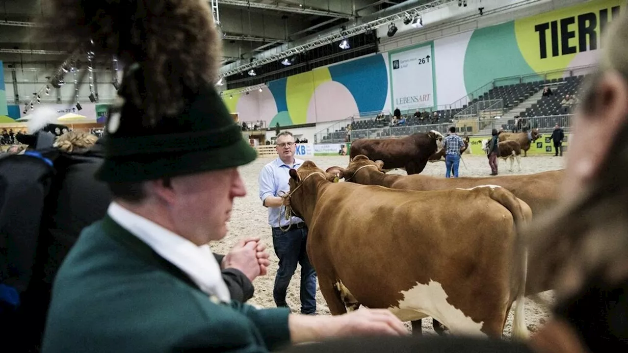 Grüne Woche ohne Paarhufer: Tierausstellung fällt aus