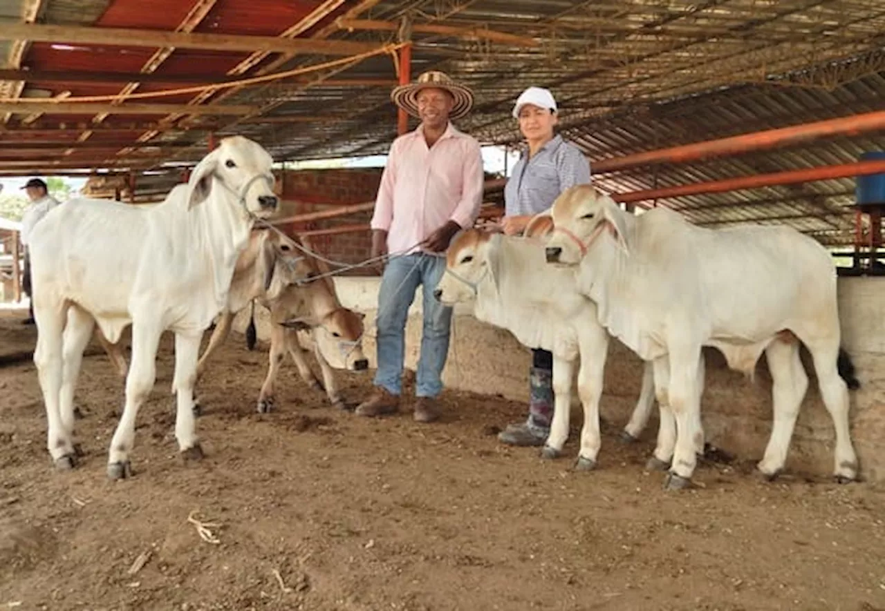 Ganaderos en el Huila afectados por precios en los peajes y el combustible