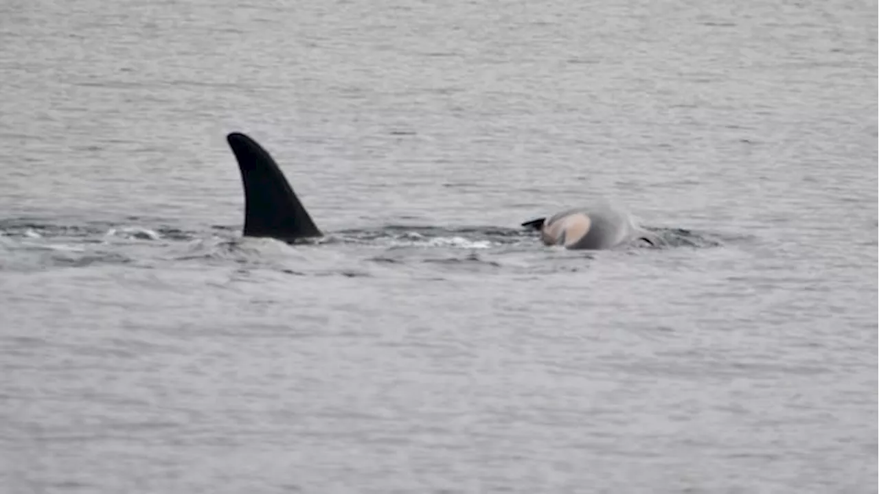 Mourning Mother Whale Pushes Dead Calf for Ninth Day